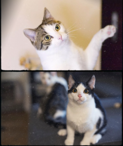 Zanim adoptujesz kota